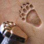 Stopa medvěda zadní