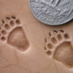 Stopa medvěda zadní