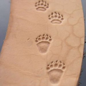 Stopa medvěda zadní